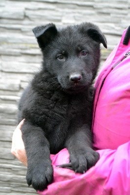 prodám štěně Německého ovčáka s PP - 10