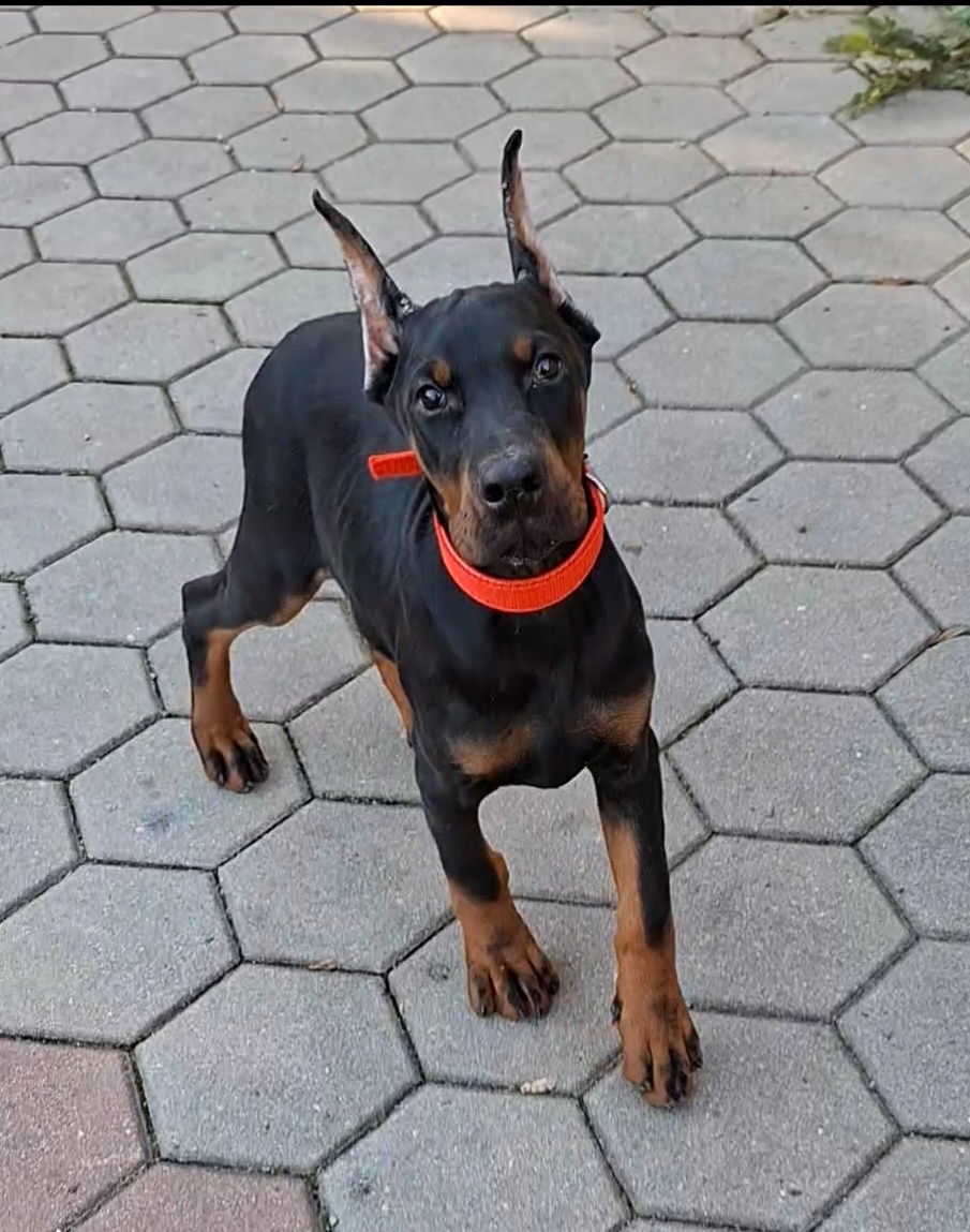 DOBRMAN Šteniatka s FCI P.P. - 10