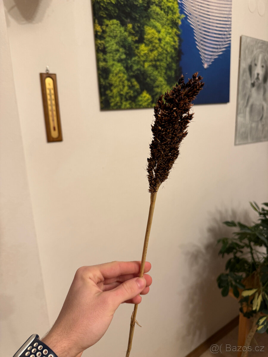 Okrasné trávy - 10