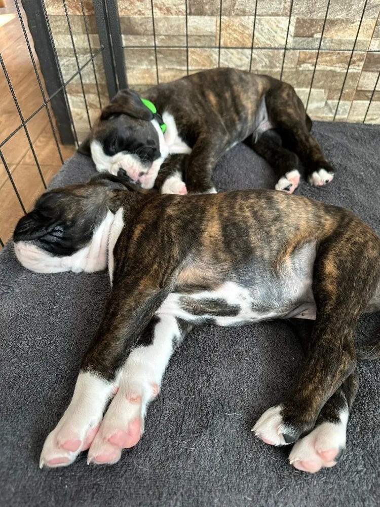 Štěňata německého boxera - 10