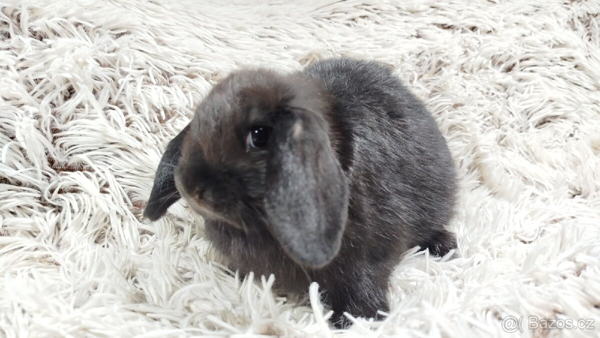 Zakrslý beránek, králíček, králík - BIBI - 10