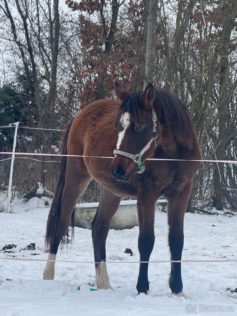 ČT klisnicka k prodeji - 10