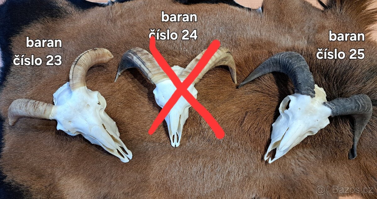 Trofeje, baran - 10