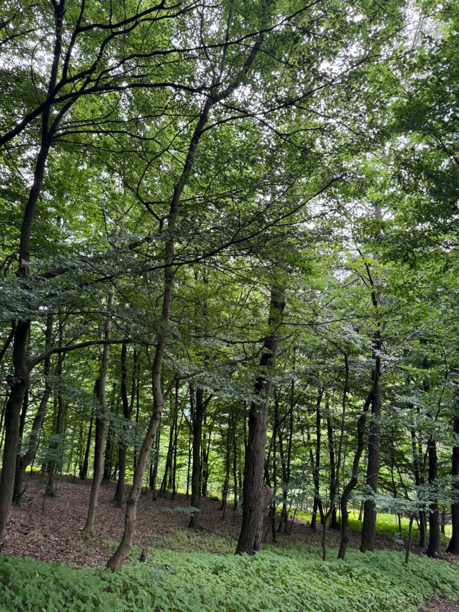 Prodám lesní pozemky v k.ú. Bohutín nad Moravou - 10