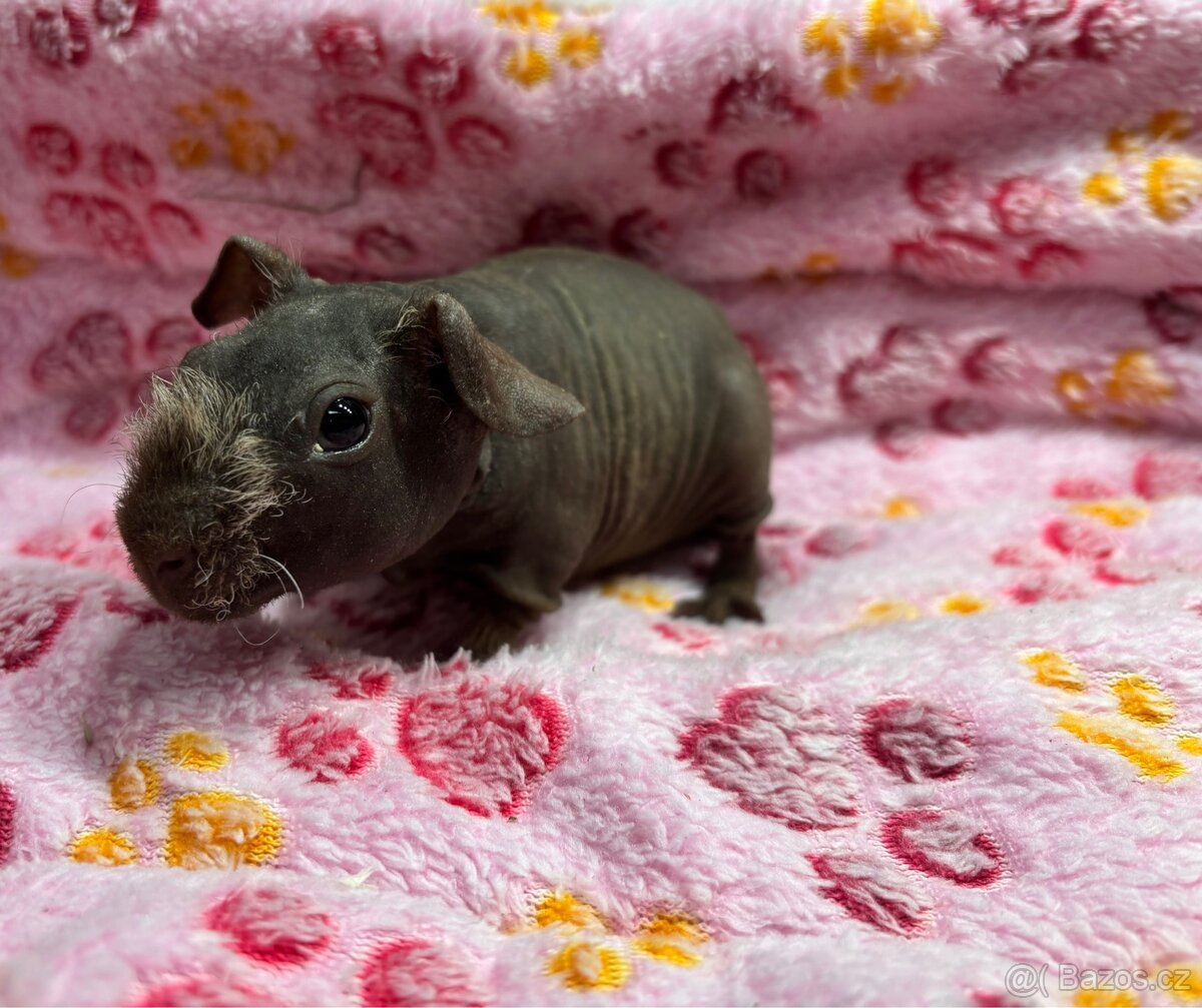 Skinny morče, sameček s PP - 10