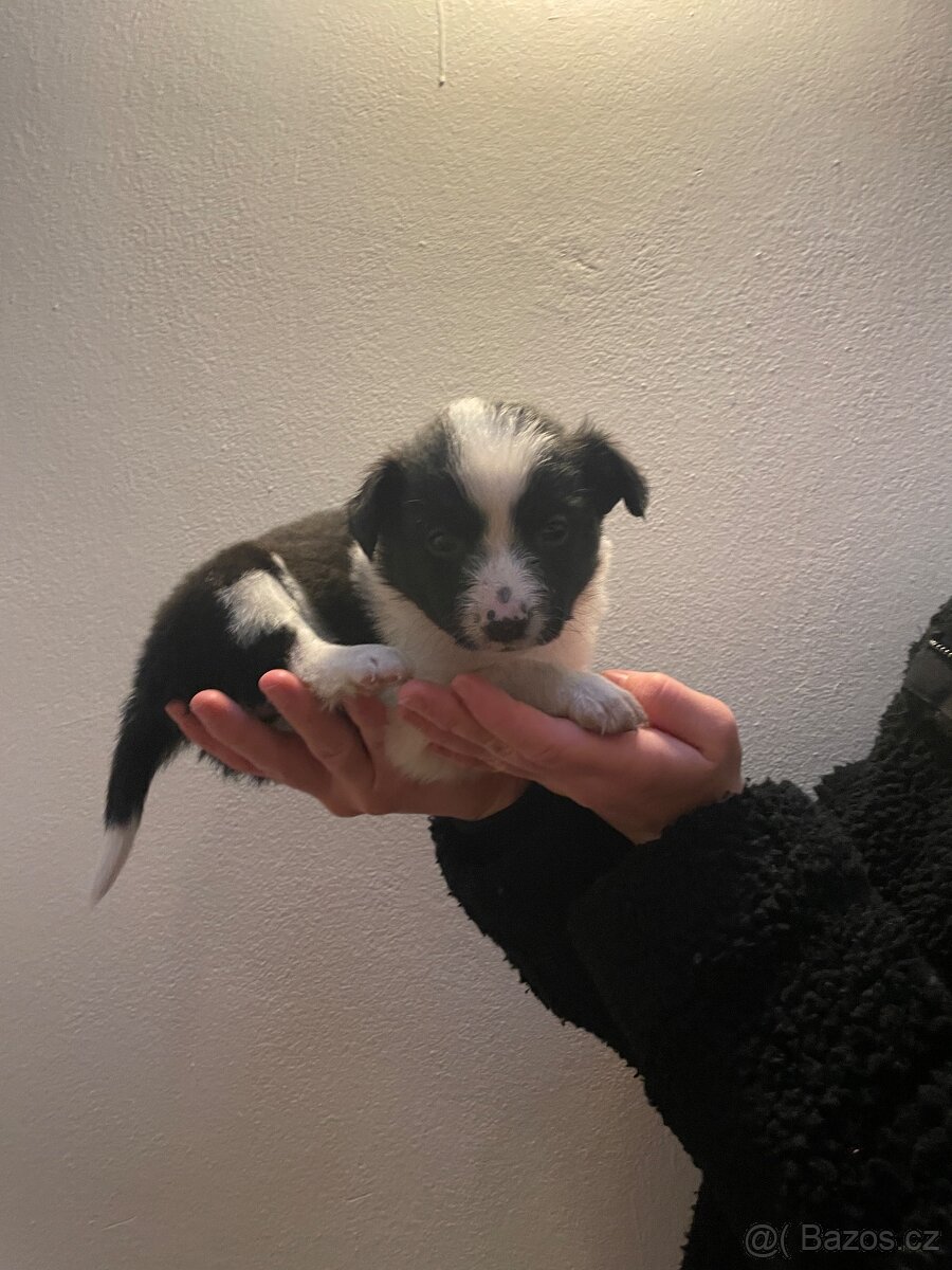 Štěňátka kříženci border kolie - 10