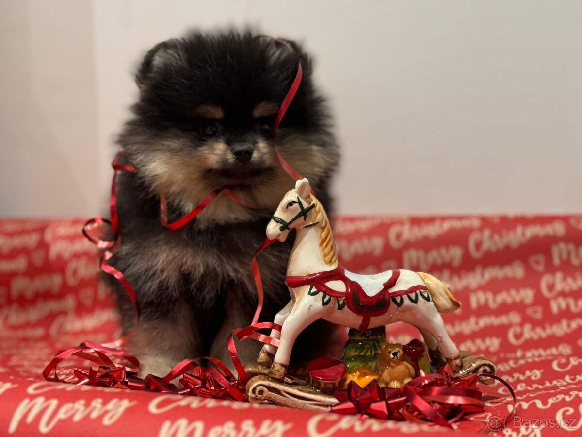 Pomeranian s pp FCI - 10
