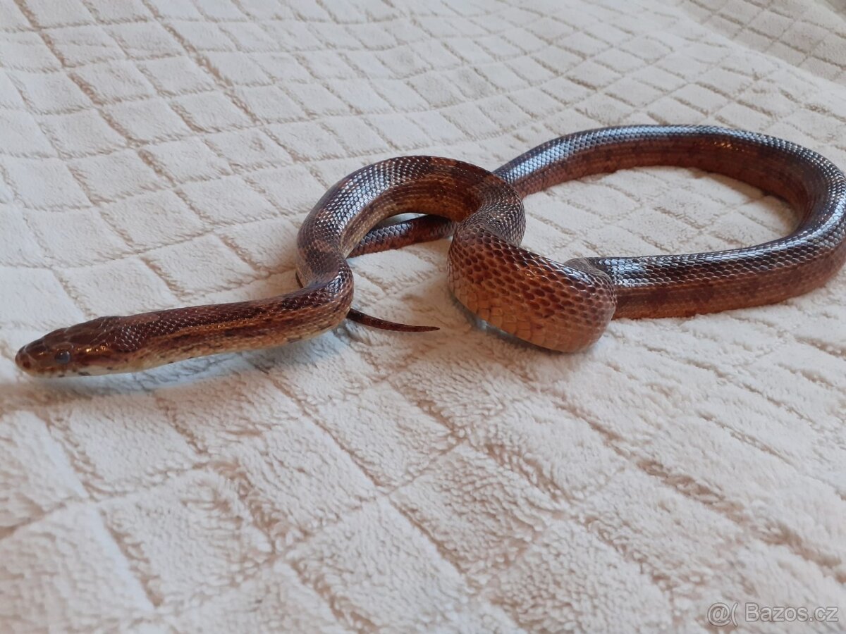 Užovky červené, krajta královská - 10