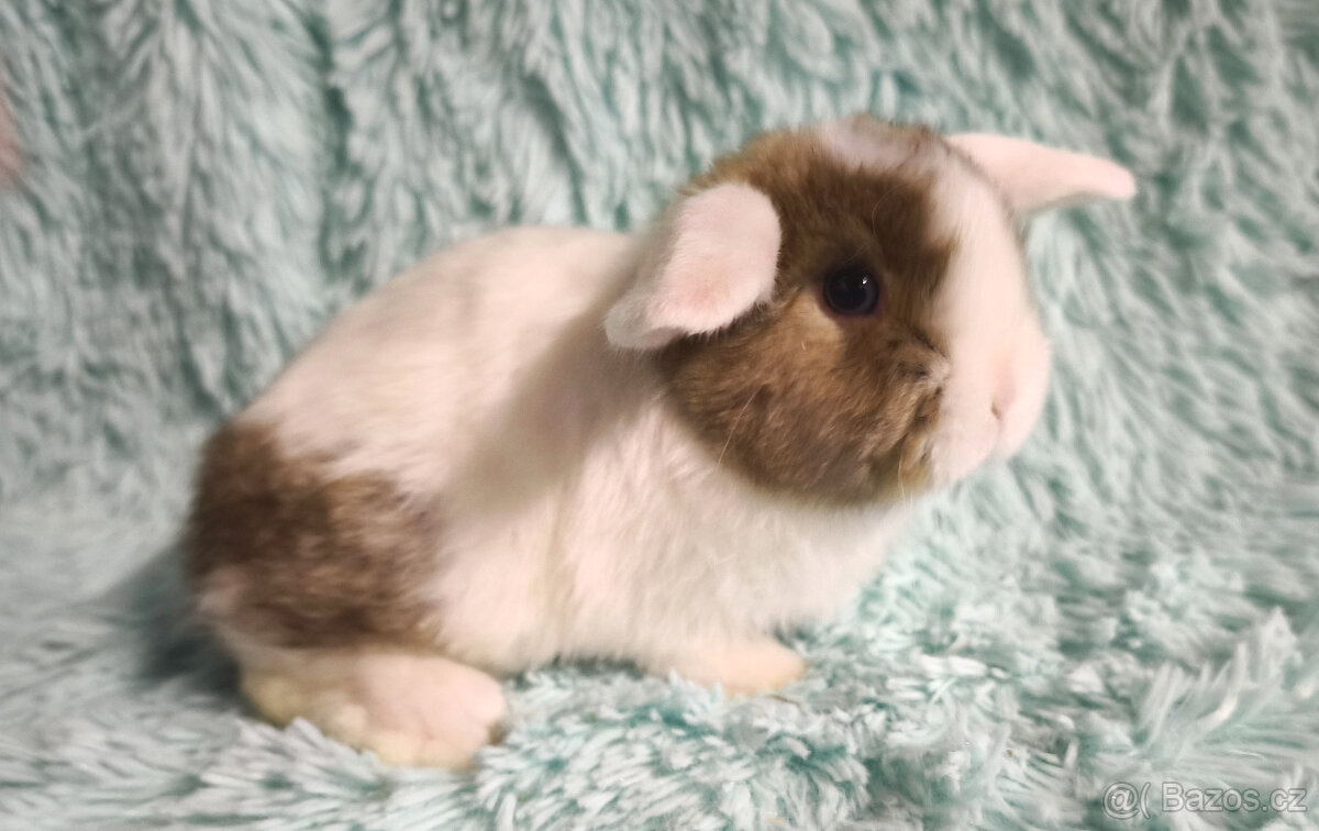 ⭐️ Vánoční ⭐️ Zakrslí beránci 🍀⭐️🍀 - 10