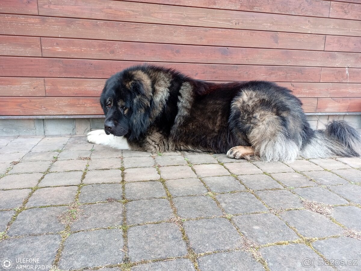 K A V K A Z A K - 10