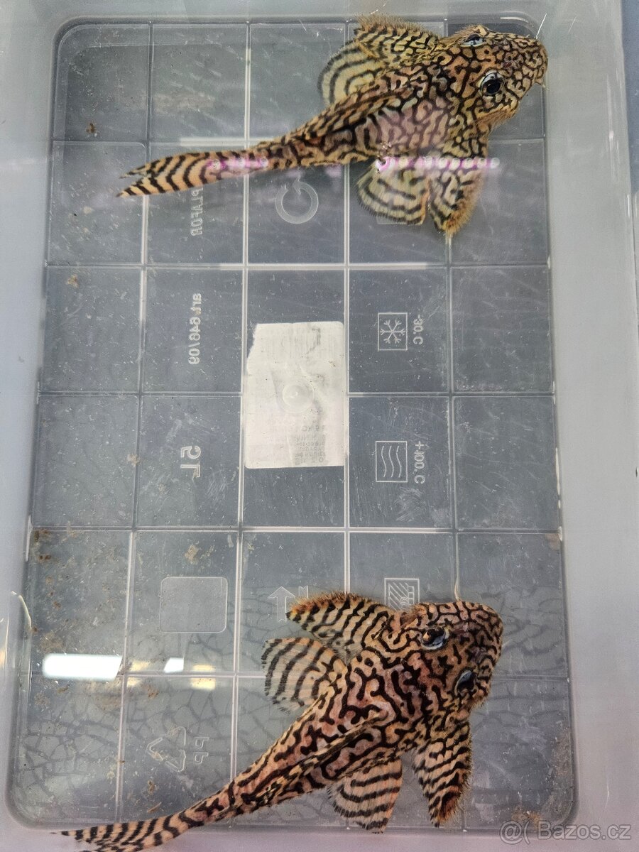 L 236 Super Yellow - chovné páry - 10