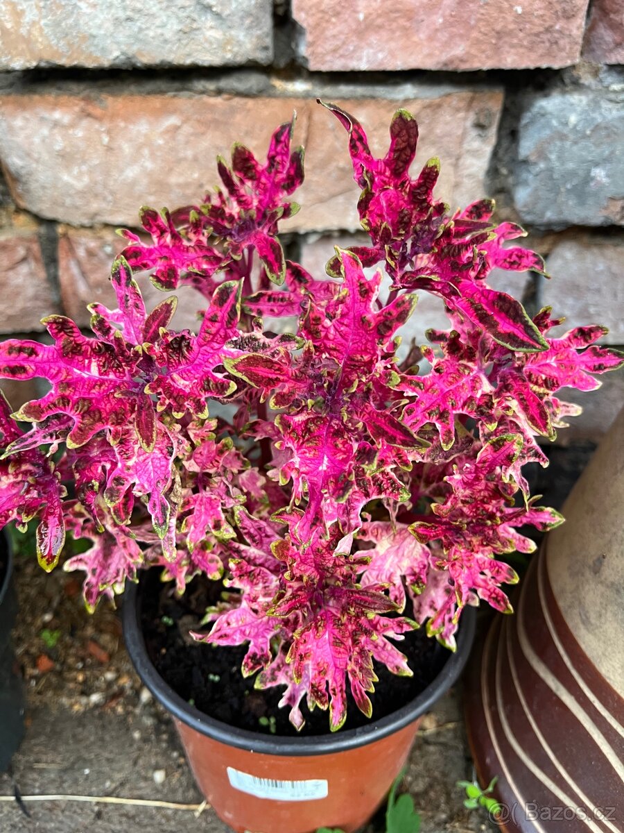 Africké kopřivy - 10