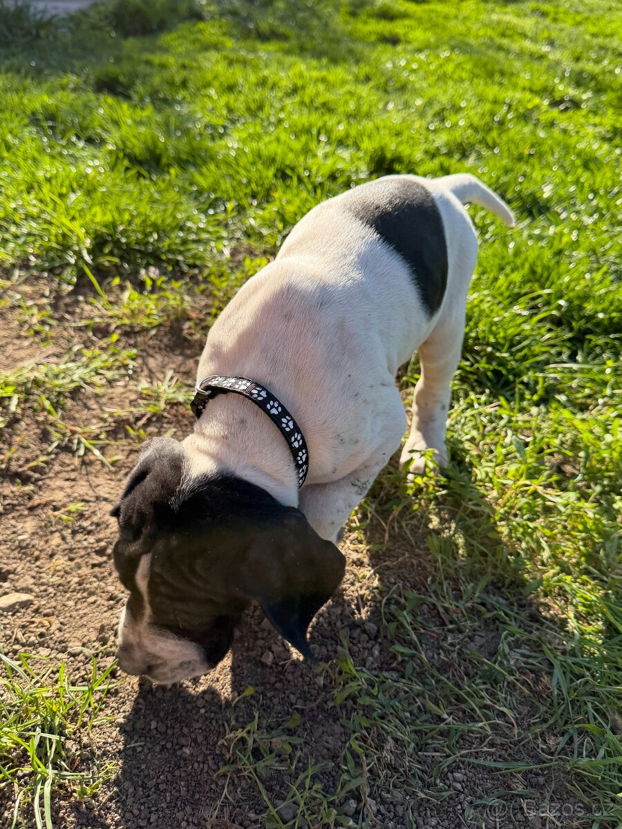POINTER, stěňata bez P.P. - 10