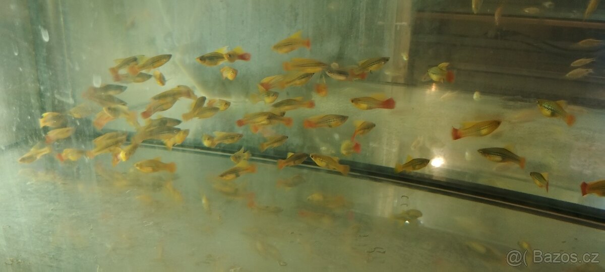 Krab mekong - 10