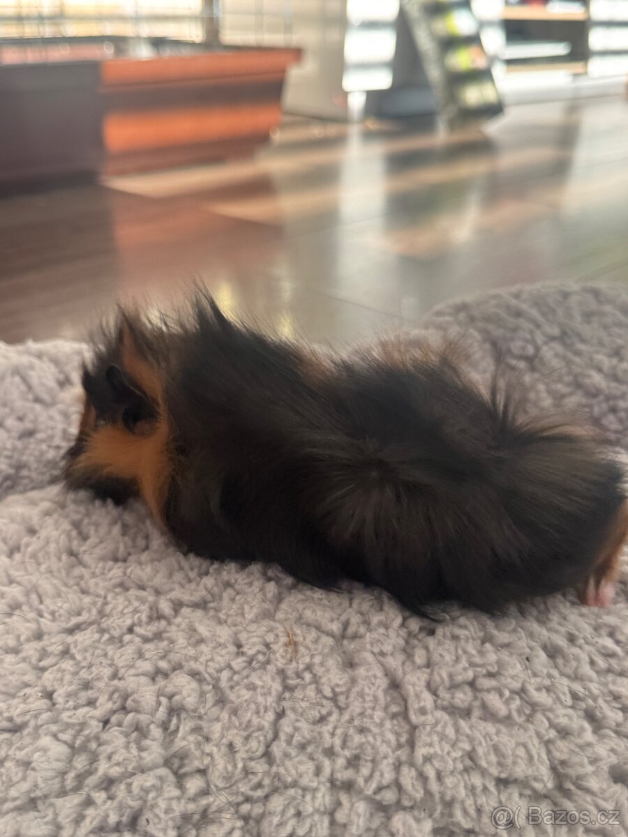 Darujeme mláďata morčat - 10