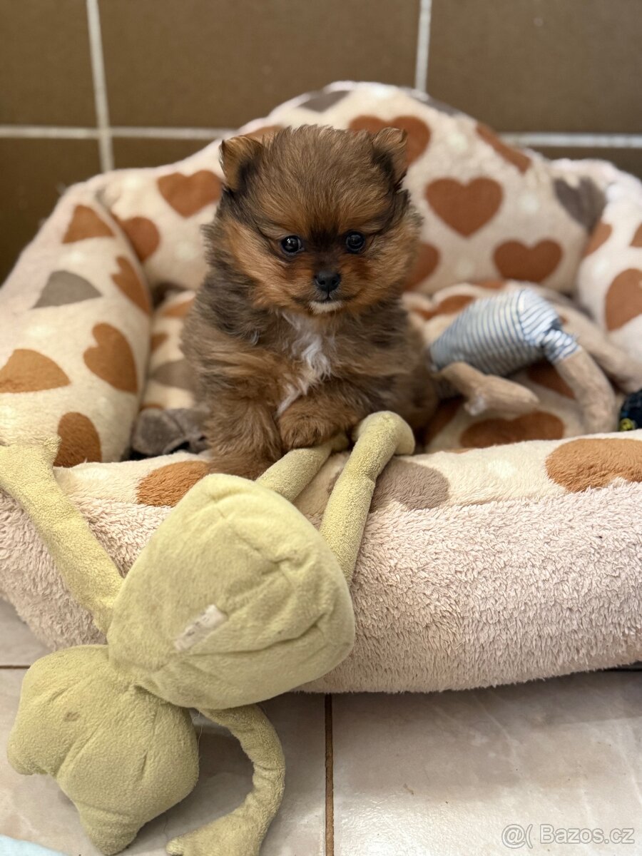 POMERANIAN S PP - 10