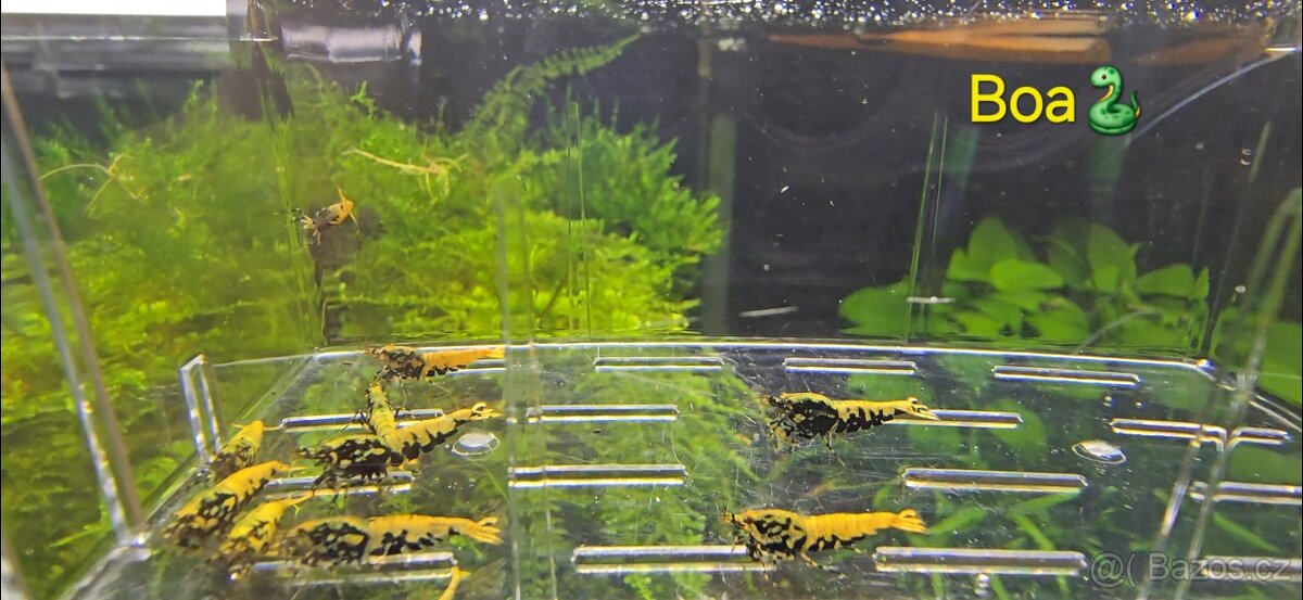 Krevetky caridina - 10