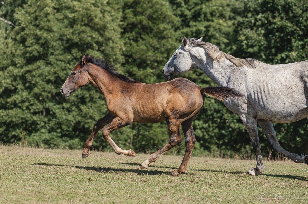 Luxusní klisna do chovu a rekreaci - 10