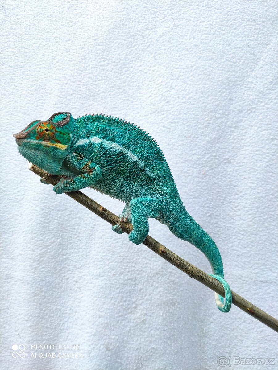 chameleon pardálí, terárium - 10