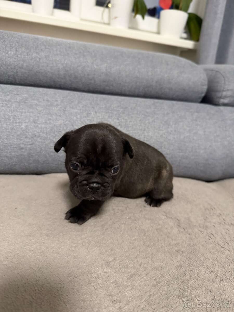 Francouzský buldoček - 10