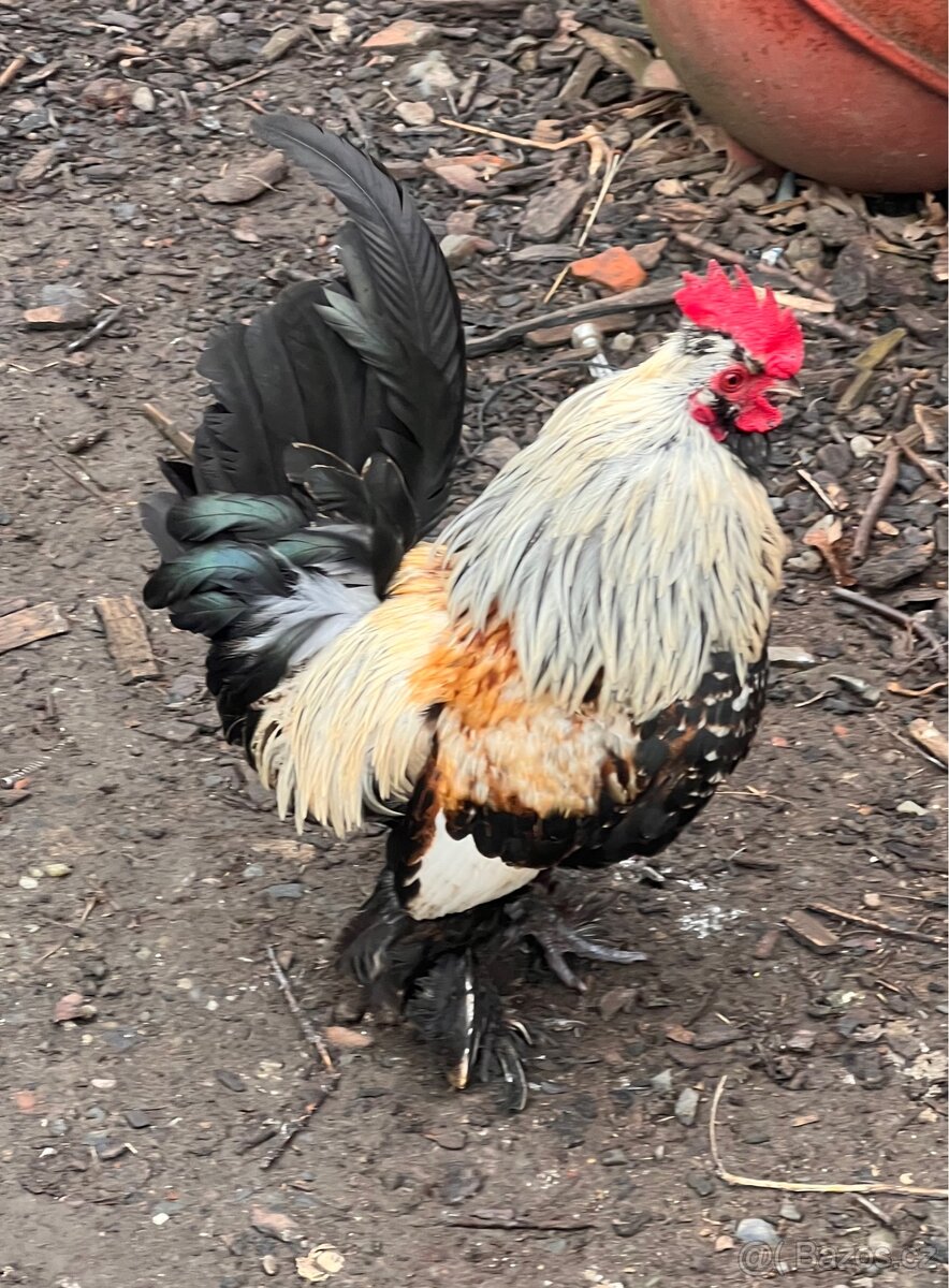 Kříženec araukany a hedvábničky - 10