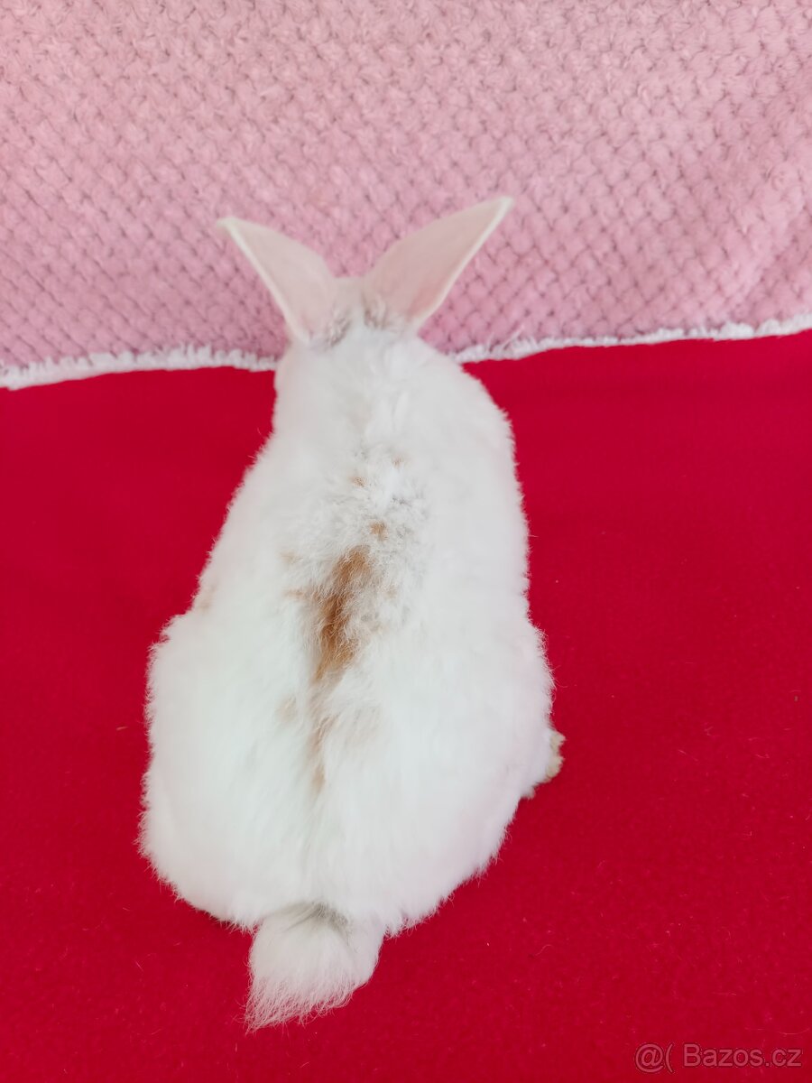 Zakrslý beránek - 10