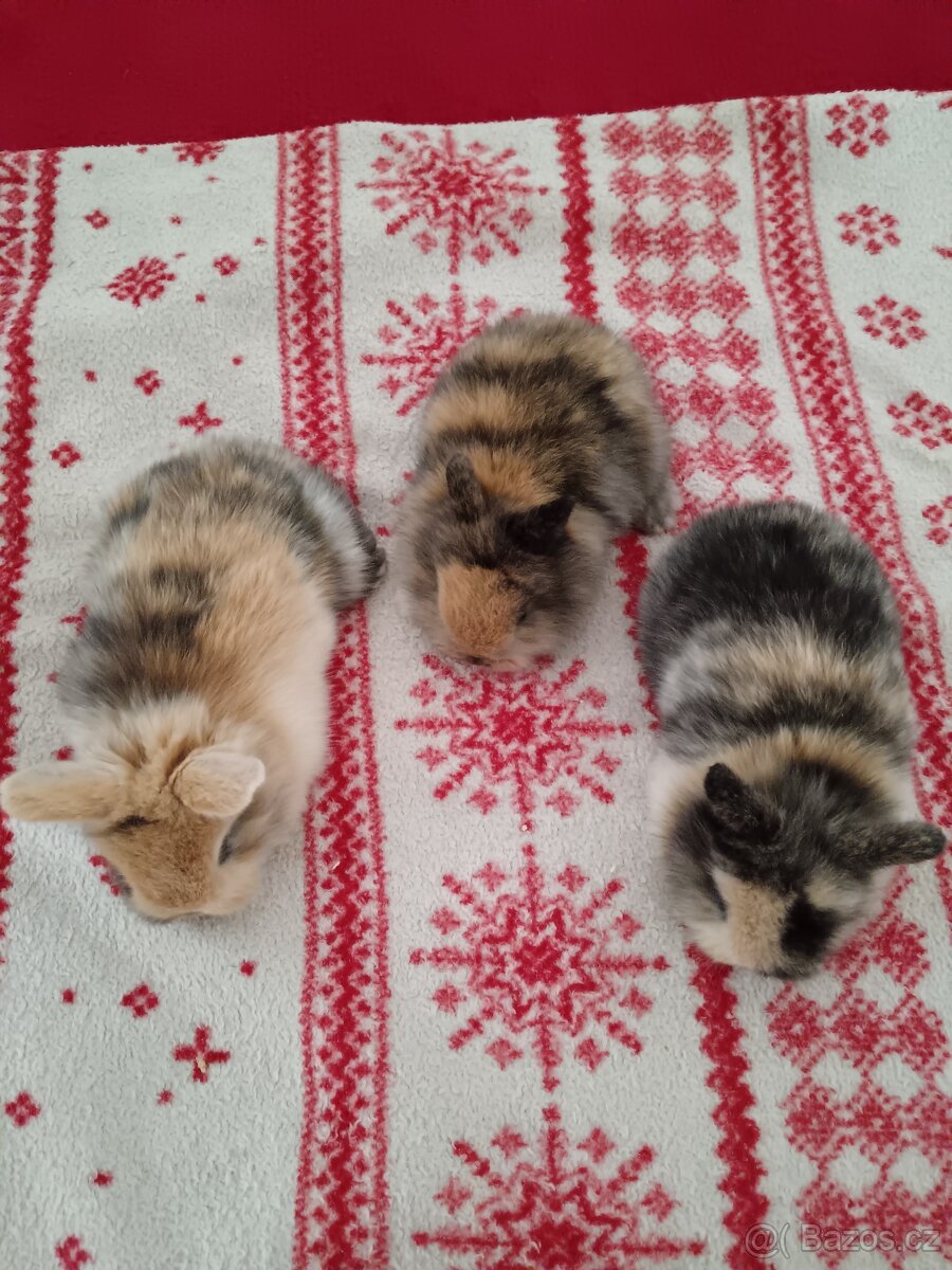 Zakrslý králík králíček - 10