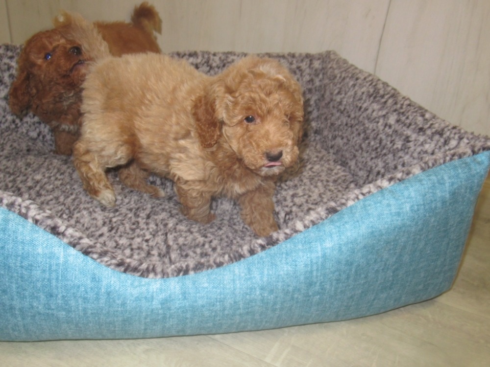 Maltipoo štěňátka - 10