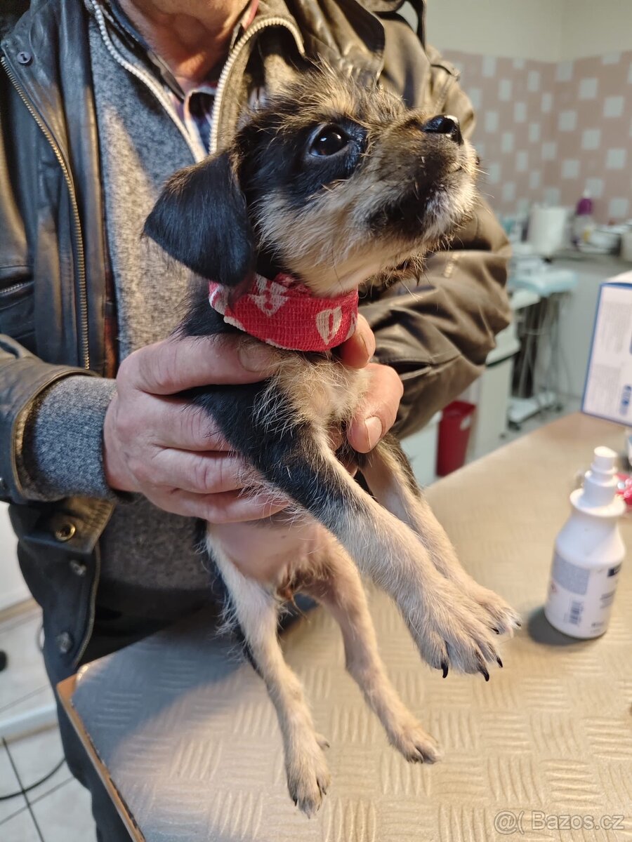 Štěňata - 10