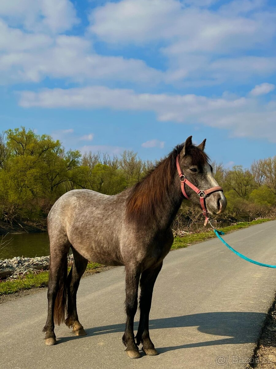 Pony S a pony A - 10