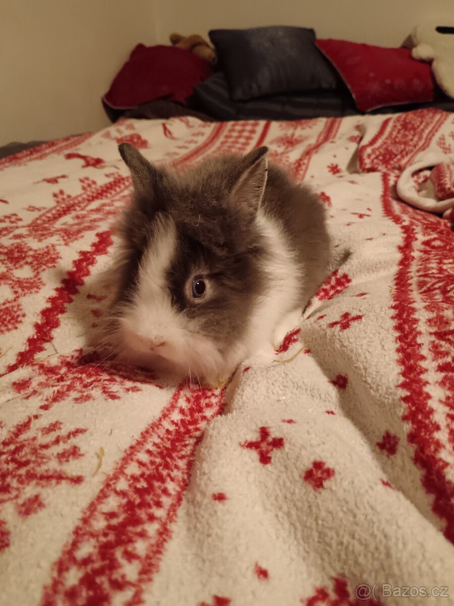 Zakrslý králík králíček Minilop, Lev - 10