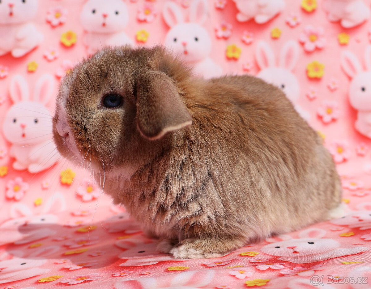 Modrooký zakrslý beránek sameček NHD . - 10