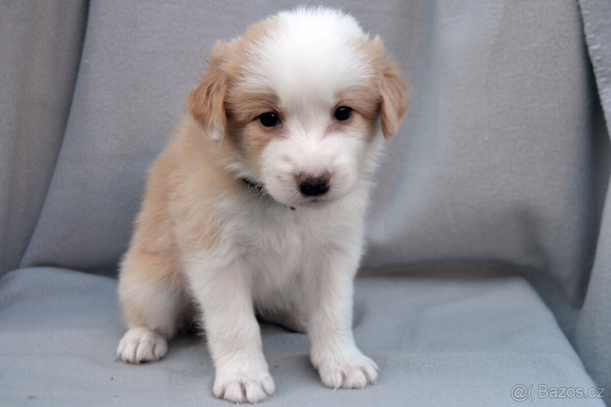 Border Kolie S PP - 10