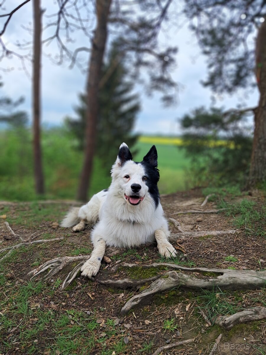 BOC s PP ke krytí - 10