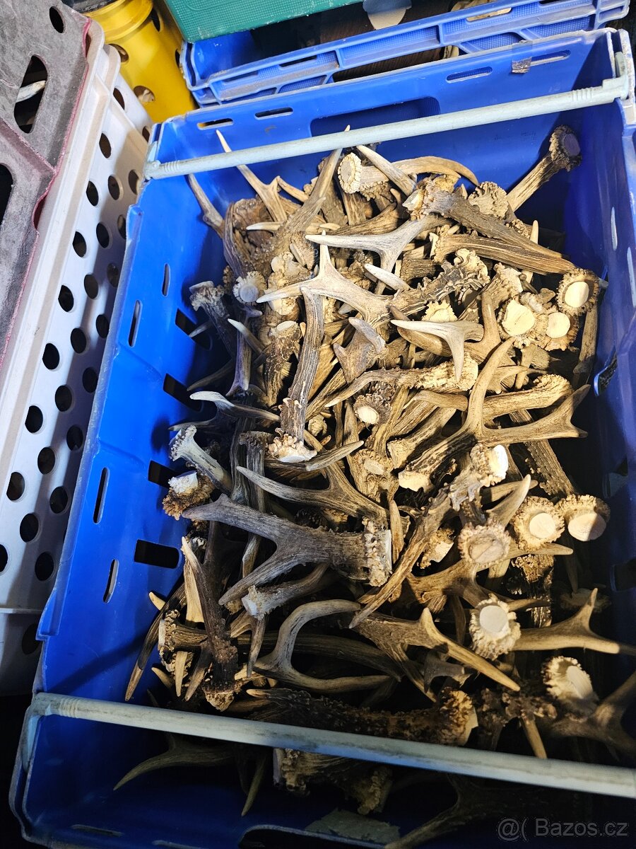 Paroží,trofeje,shozy - 10