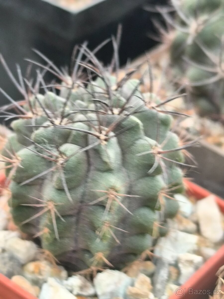 Kaktusy - 10