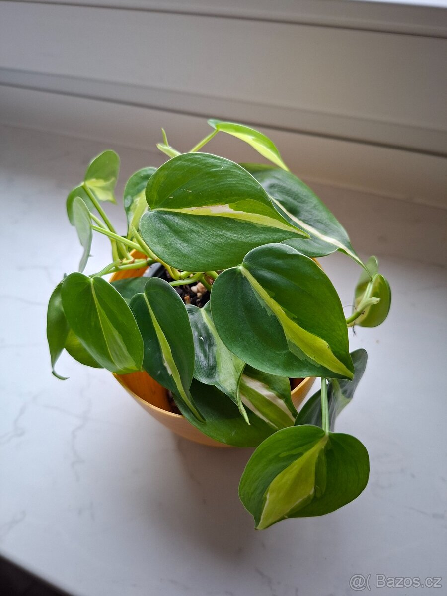 Pokojové rostliny - monstera albo, thai, syngonium albo.. - 10