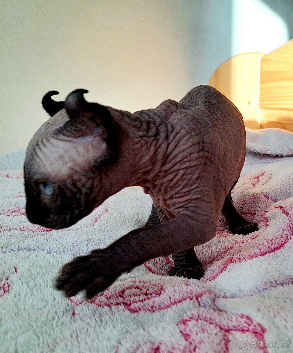 Exkluzivní koťátka Sphynx Elf – možnost rezervace - 10