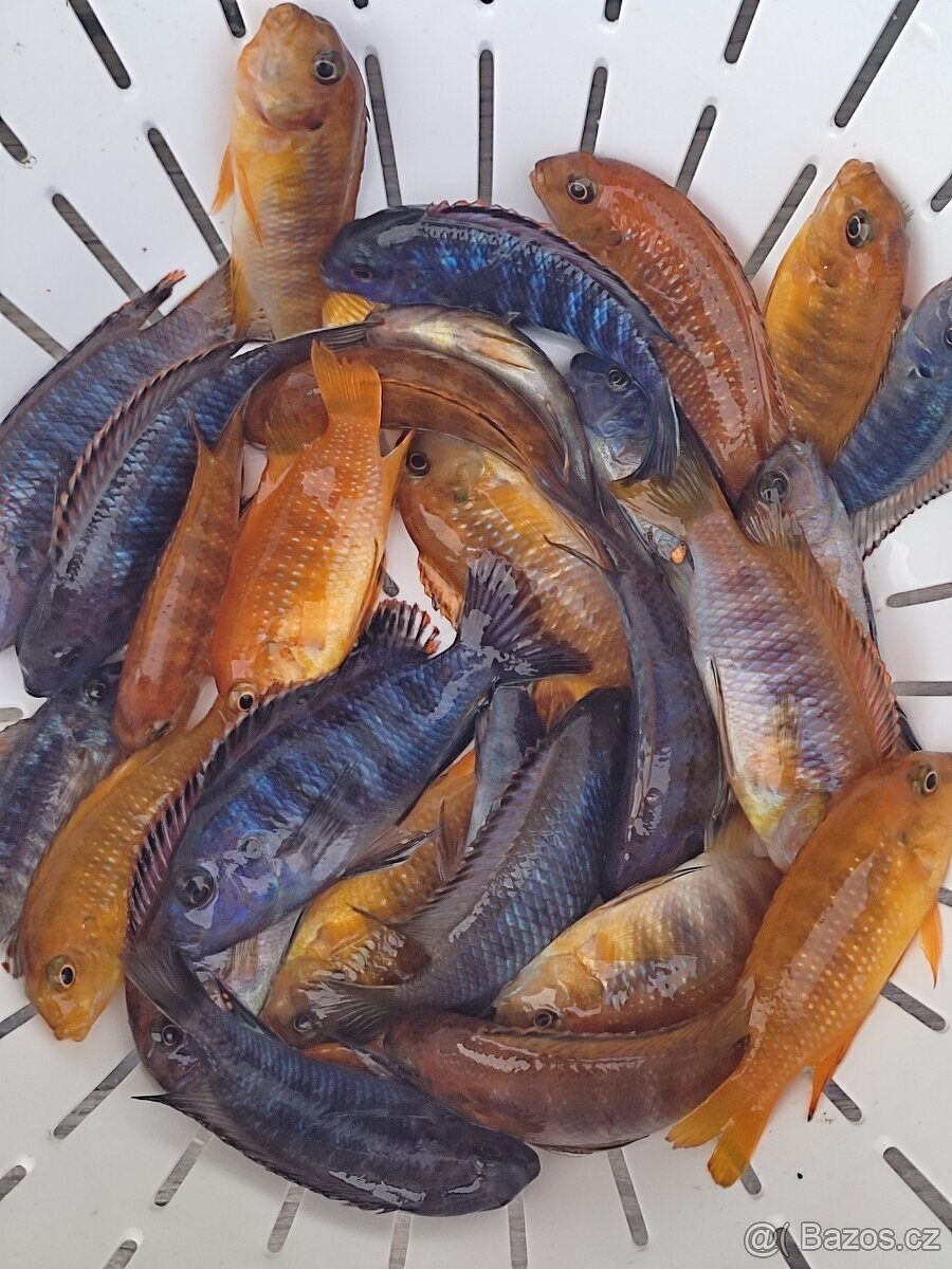 TLAMOVCI TANGANIKA MALAWI - 10