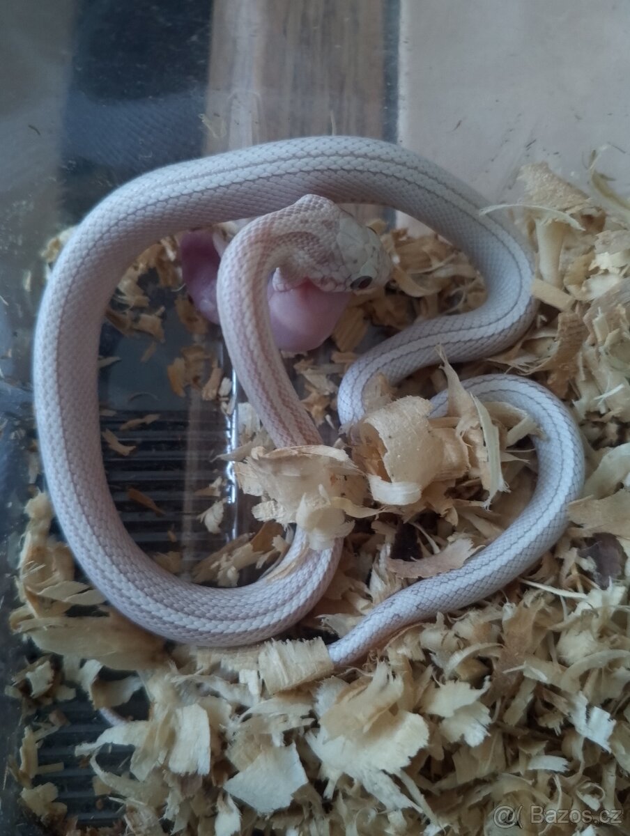 Užovka červená loňský odchov - 10