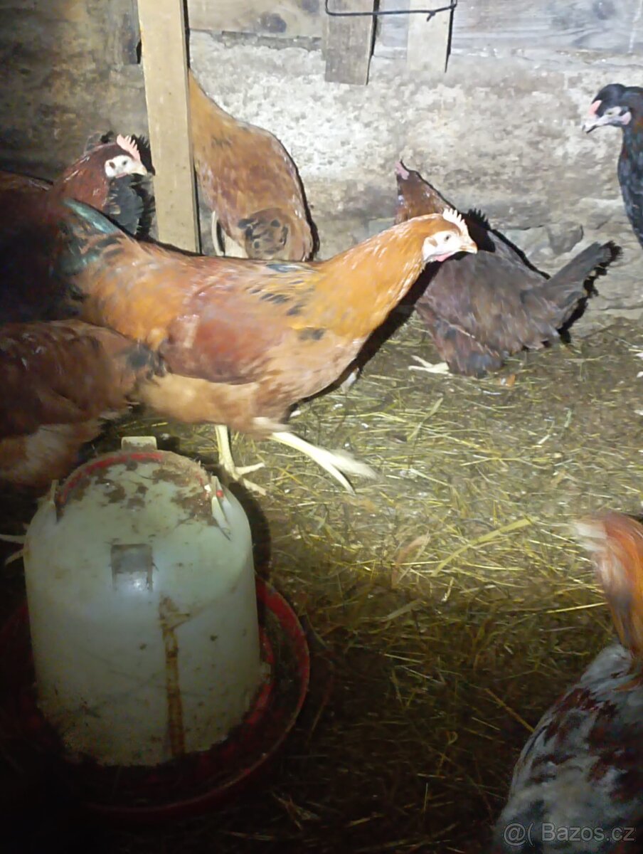 Nabízím kohouty - 10