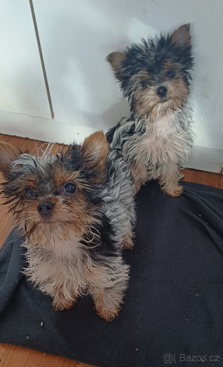 Biewer jork-fenečky bez pp,táta německý pp - 10