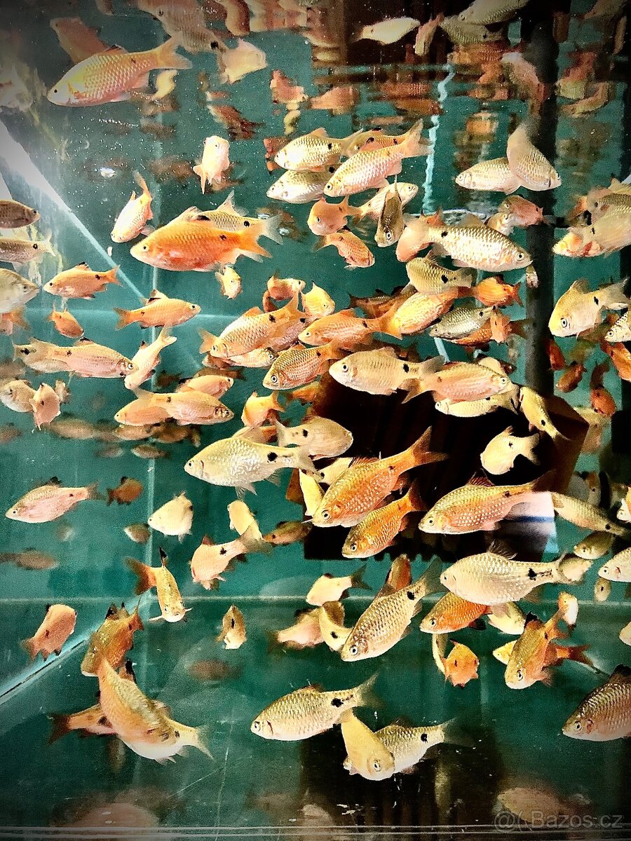 Nedělní prodej - 10