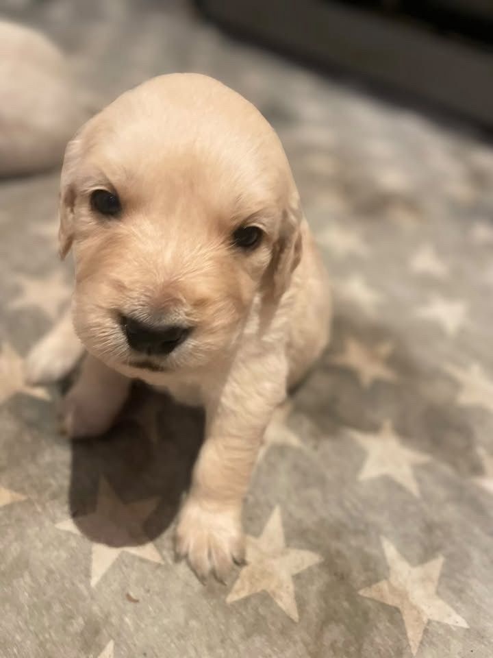 Zlatý retrívr štěňátka 🐶 - 10