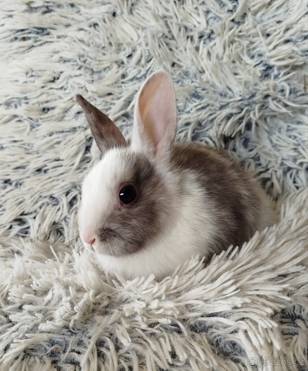 Zakrslý králík - 10