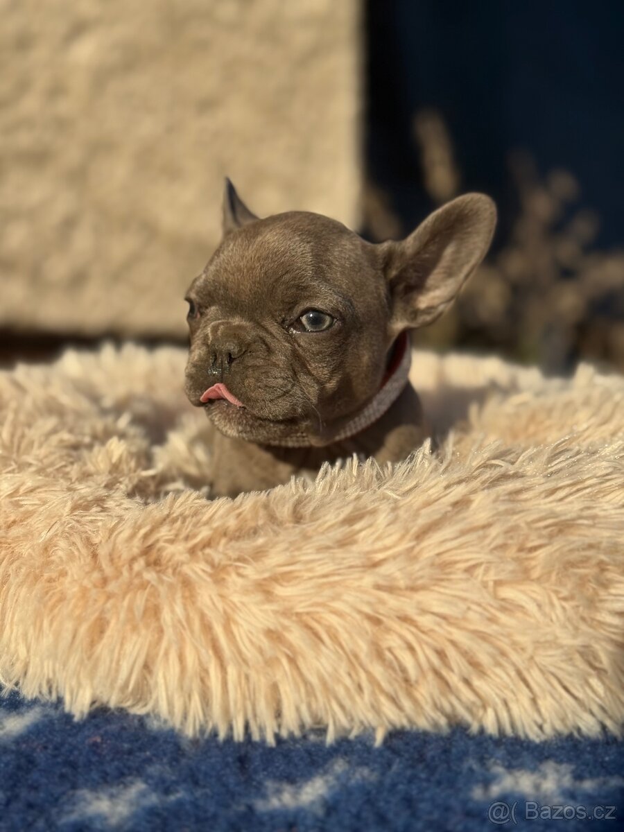 Francouzský buldoček - 10