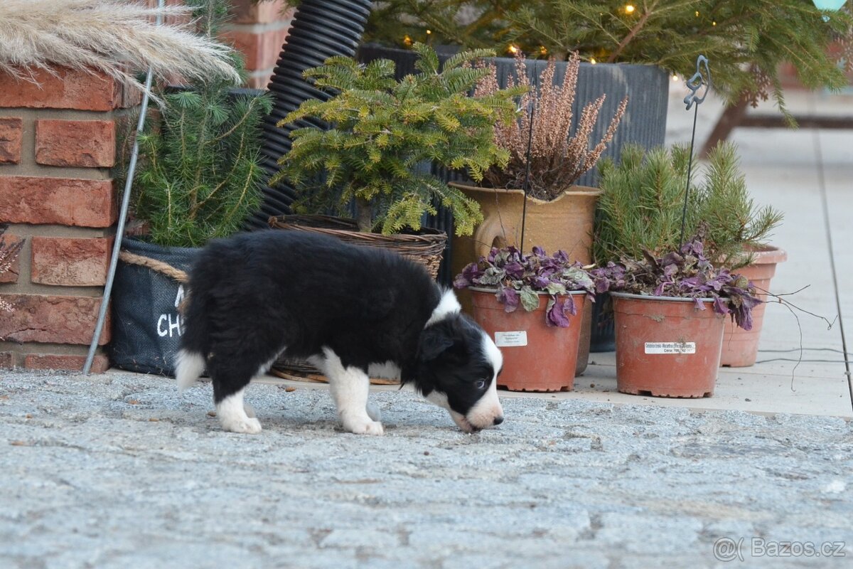 Border Collie - černobílý pejsek s PP - 10