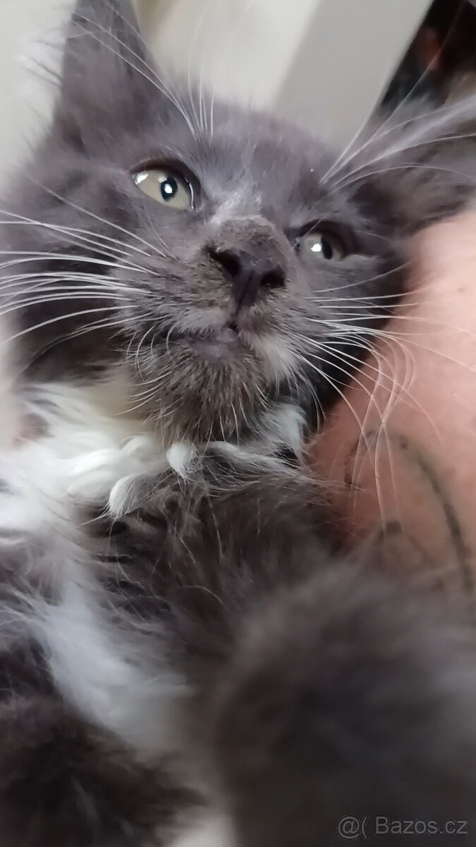 Koťata mainská mívalý - 10