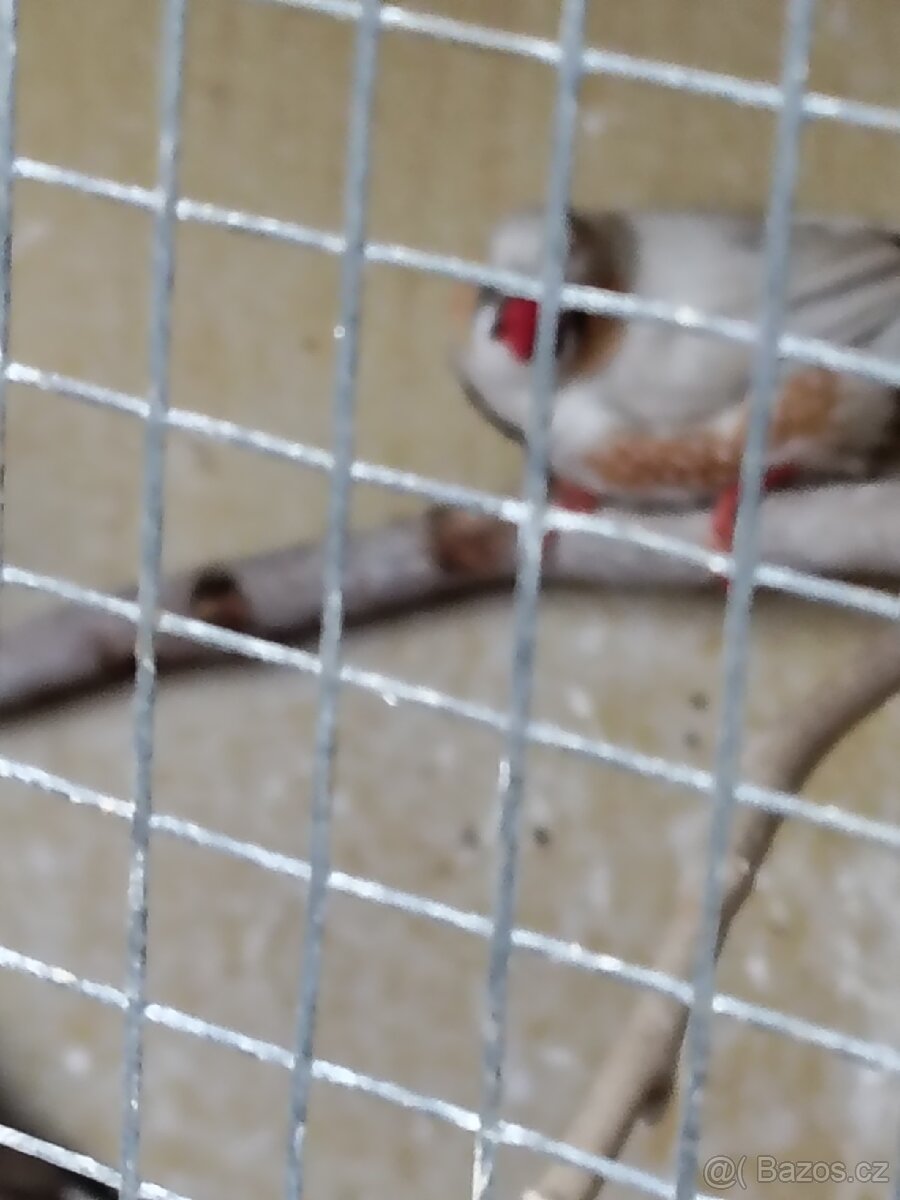 Andulky 739310328 - 10