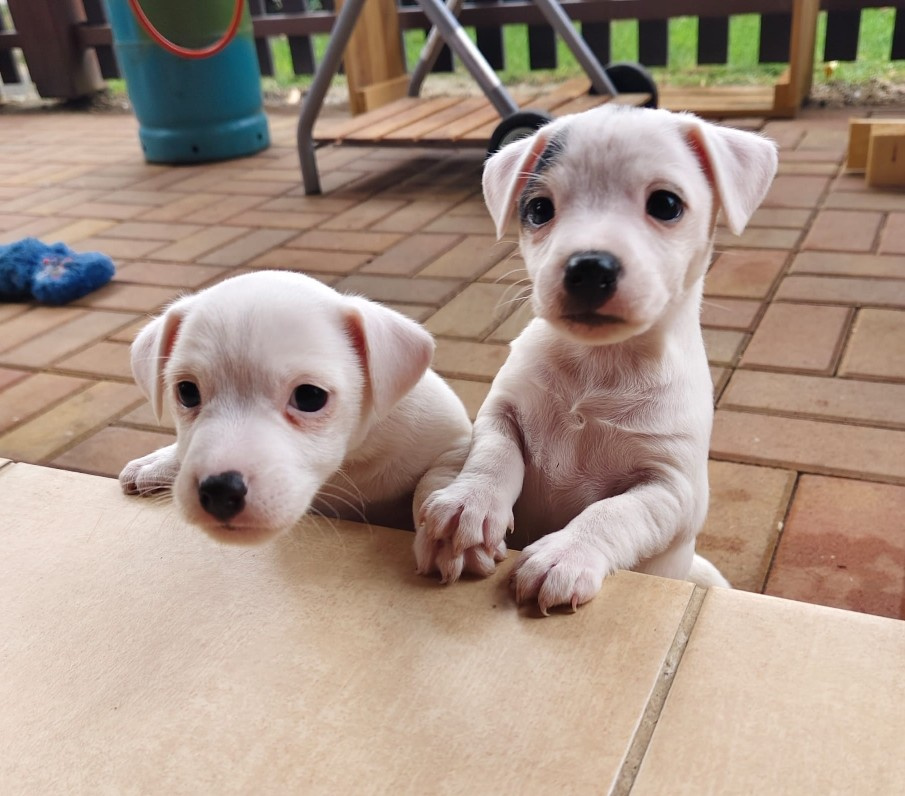 štěňata Jack Russell teriér - 10